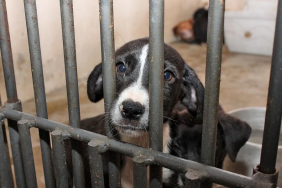 Proteção e defesa dos animais serão tema de comissão especial de estudos