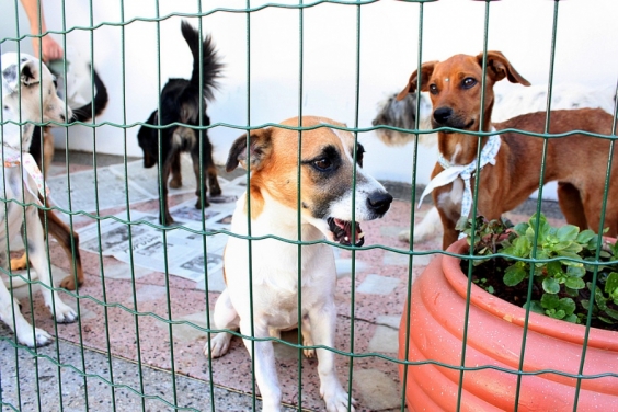 Uma das emendas prevê a realização de 120 feiras de adoção de cães - Foto: Márcio Martins/ Portal PBH