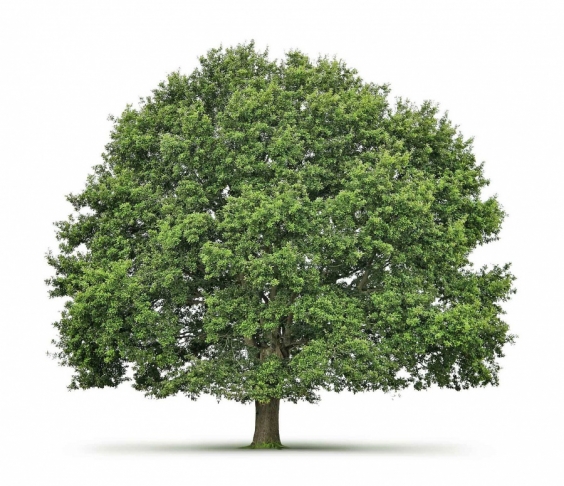 Dia 21 de setembro é celebrado o Dia da Árvore, objeto de projetos de lei que visam a sustentabilidade e a qualidade de vida