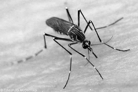 Mosquito Aedes aegypti, transmissor da dengue