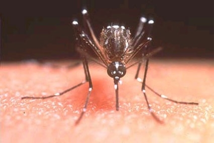 PLs visam conscientizar a população e erradicar focos de reprodução do Aedes Aegypti, transmissor das duas doenças