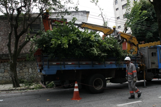 Projeto de lei cria programa de poda preventiva nas vias públicas