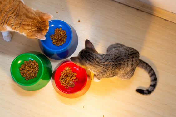 Fotografia tira de cima, exibe dois gatinhos comendo ração, e três potinhos coloridos cheios de ração