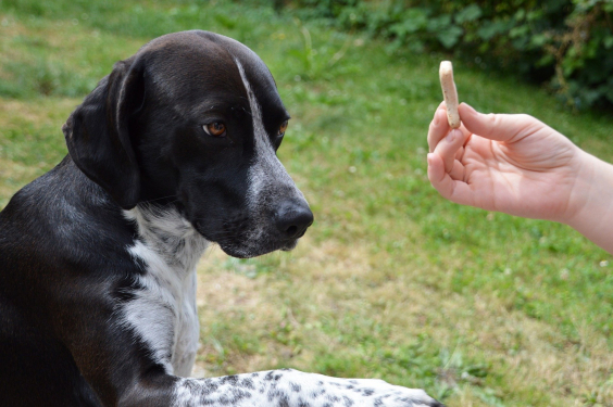 Cachorro preto e branco olha para mão humana com petisco, com grama ao fundo, durante o dia. 