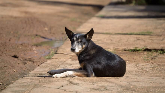 cão na cor preta, deitado sobre a calçada, olhando para a câmera