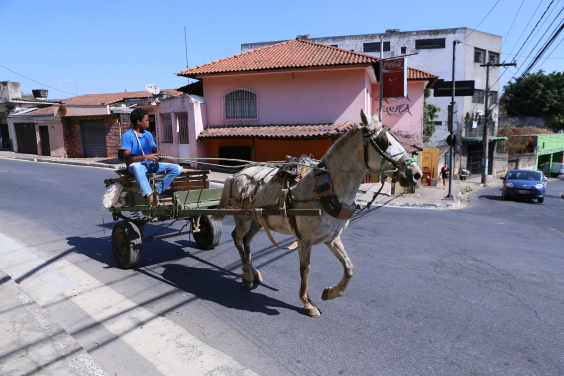 Um homem com camisa azul passeia em uma carroça puxada por um cavalo branco em uma rua asfaltada e plana