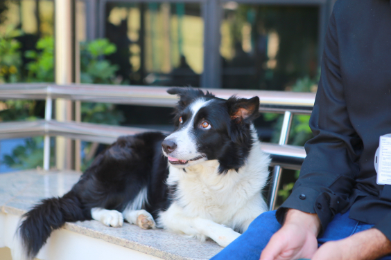 Cachorro sentado em banco el local semi-aberto, com tutor ao seu lado, durante o dia