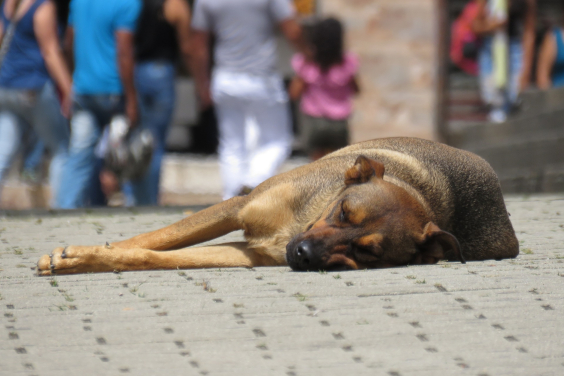 Foto mostra cachorro deitado na rua