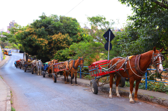 Fila de carroceiros em via