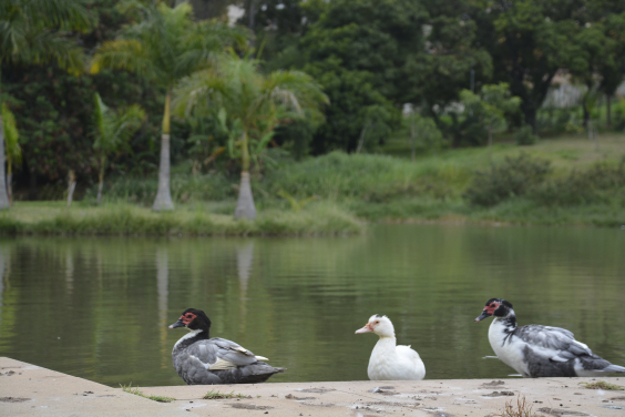 Três patos enfileirados na lagoa do Parque Nossa Senhora da Piedade