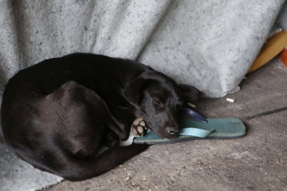 Cão negro deitado em cima de um chinelo e um cobertor 