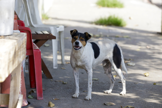 imagem de cachorro vira lata sozinho em rua da capital