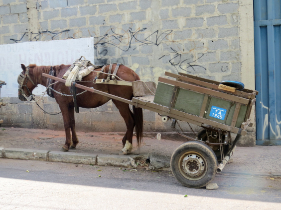 Charrete conduzida por cavalo em calçada de BH