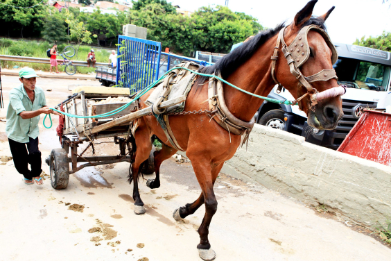 Carroça puxada por cavalo