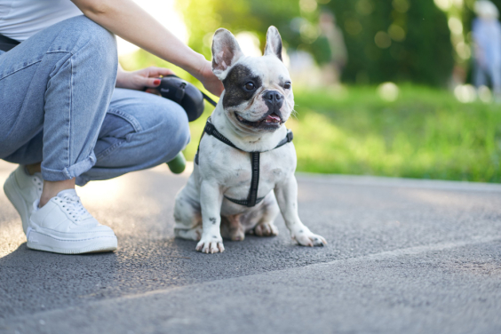 Cachorro da raça bulldog em coleira acompanhado de seu dono