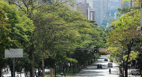 Trecho de avenida com árvores em seu canteiro central