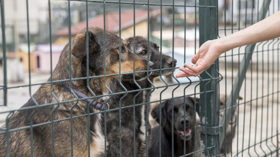 Mão alcança cachorros que estão atrás de uma grade