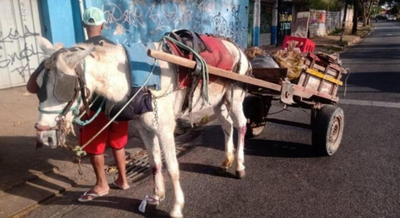 homem ao lado de veículo de tração animado conduzido por cavalo