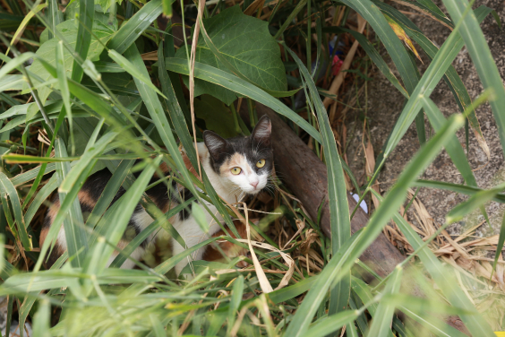 gato se escondendo na grama