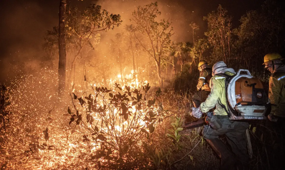 brigadistas combatendo fogo em mata