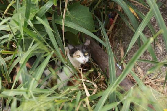 gato se escondendo na grama