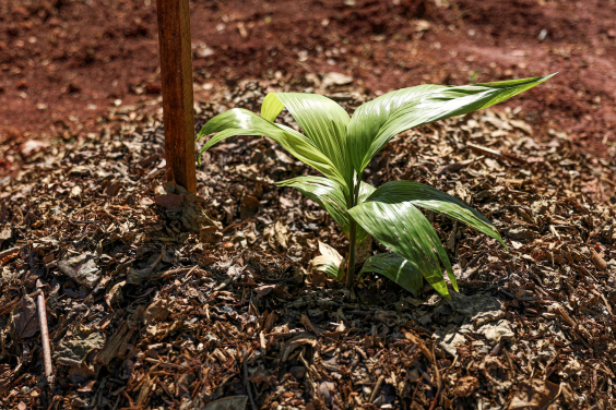 Muda de planta na terra