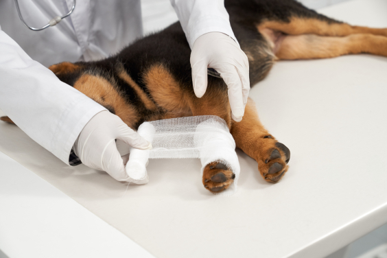 veterinário tratando de cachorro