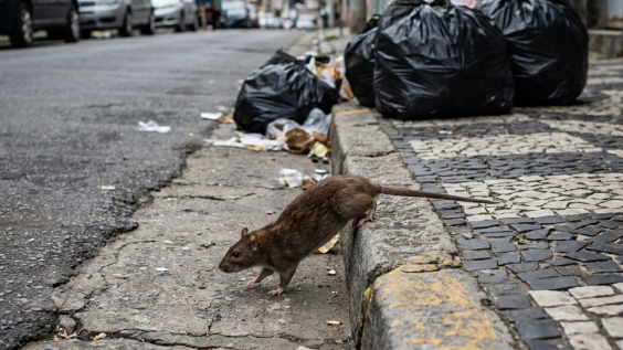Rato andando em calçada de rua