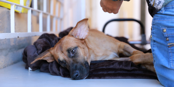 |Imagem de um cão na cor caramelo deitado em uma maca recebendo atendimento