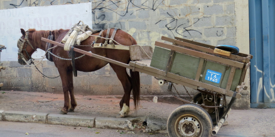 Charrete conduzida por cavalo em calçada de BH