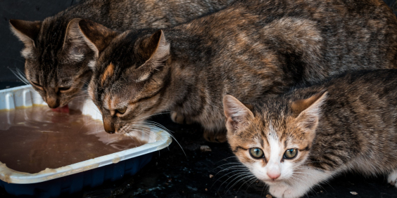 três gatos se alimentam em pote no chão