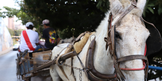 cavalo puxado por carroça