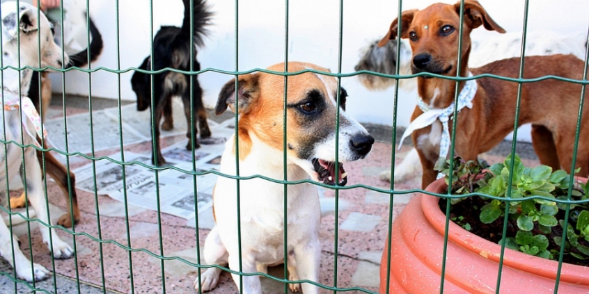 Uma das emendas prevê a realização de 120 feiras de adoção de cães - Foto: Márcio Martins/ Portal PBH