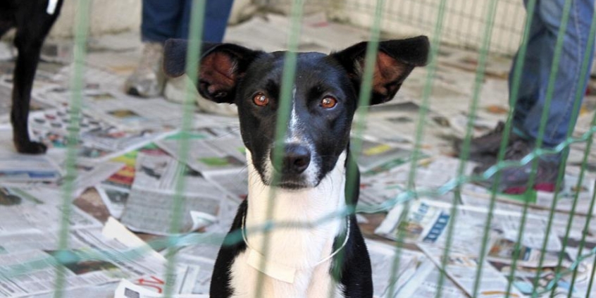 Proteção aos animais será tema de audiência