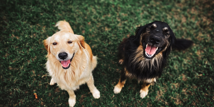 Dois cachorros sentados em grama, vistos de cima: um castanho claro e outro com a pelagem preta com detalhes em marrom. 