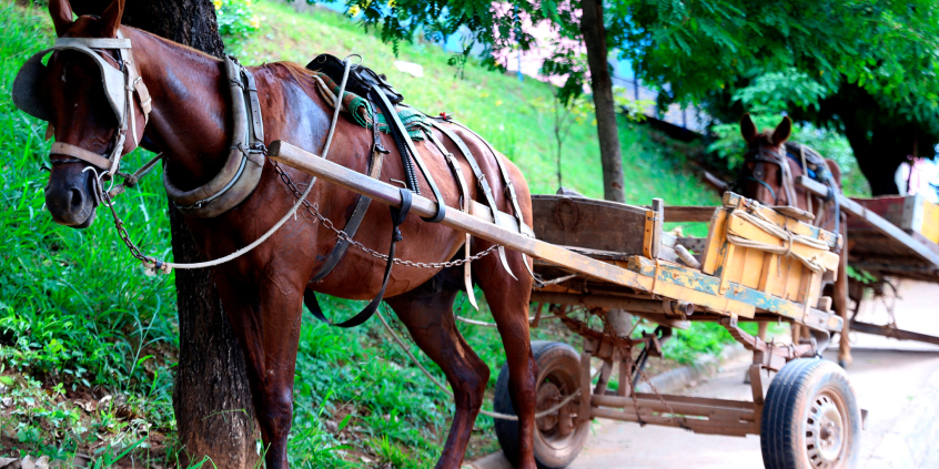 Imagem de um cavalo atrelado a uma carroça. 