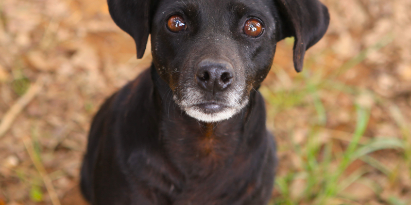 Cachorro sem raça definida parado em lugar com grama, durante o dia.