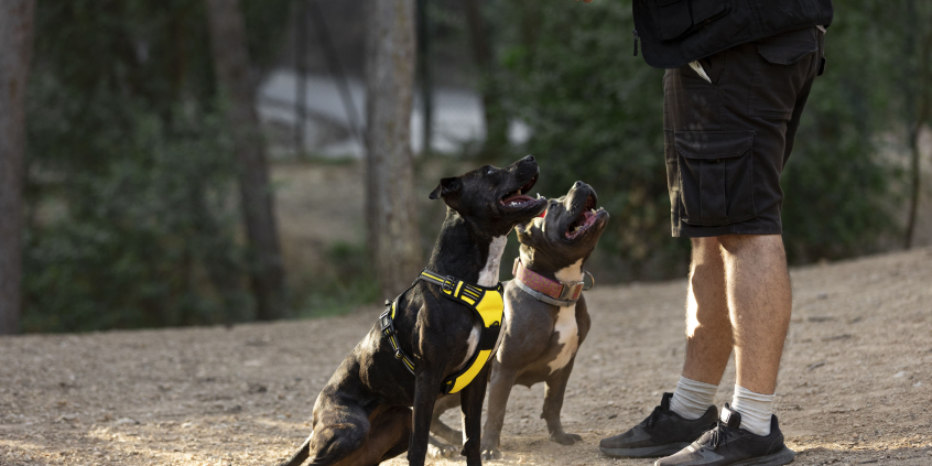 cães sendo adestrados por treinador