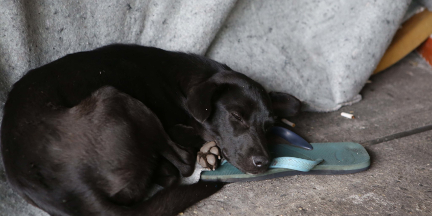 Cão negro deitado em cima de um chinelo e um cobertor