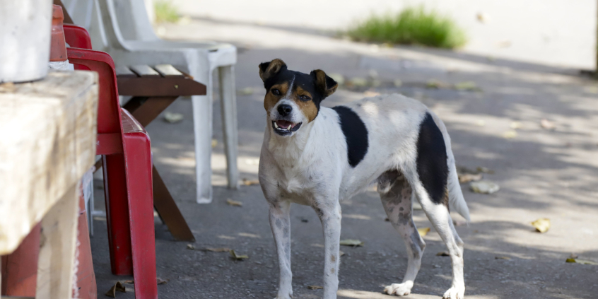imagem de cachorro vira lata sozinho em rua da capital