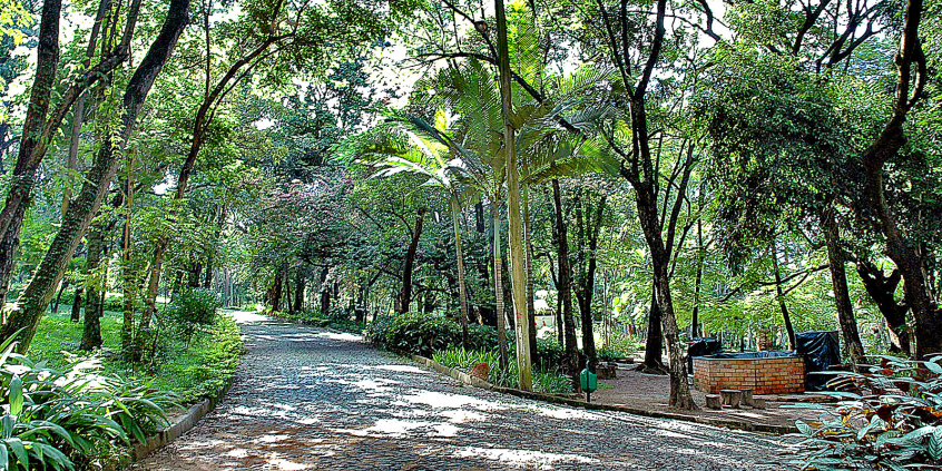 árvores no interior do parque guilherme em belo horizonte