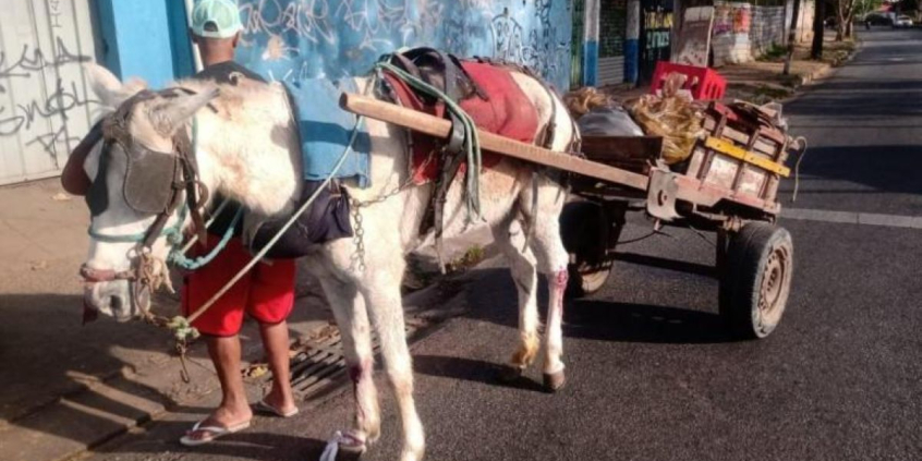 homem ao lado de veículo de tração animado conduzido por cavalo