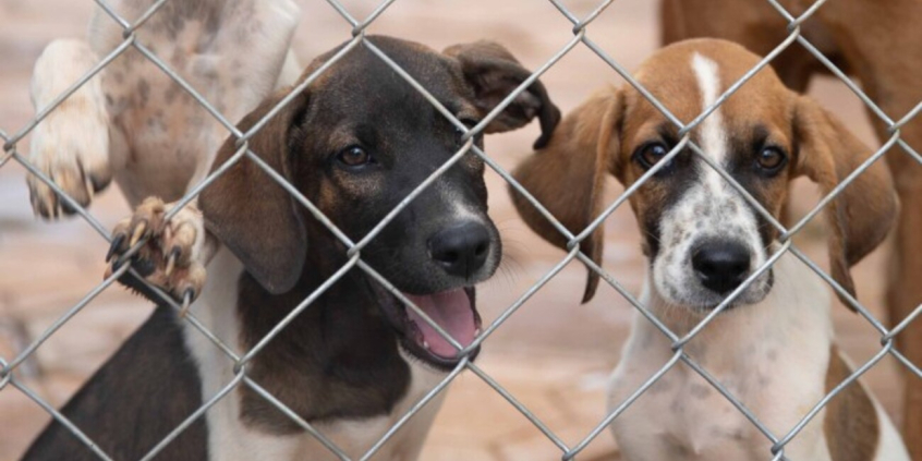 dois cachorros atrás das grades de canil
