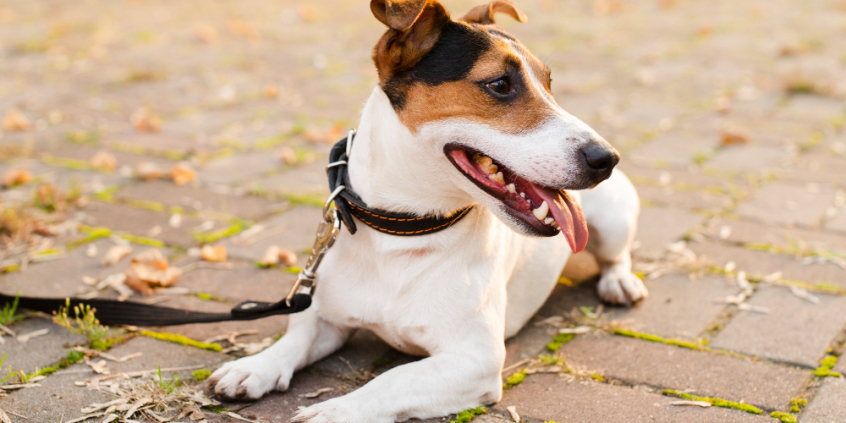Cachorro com coleira deitado no chão