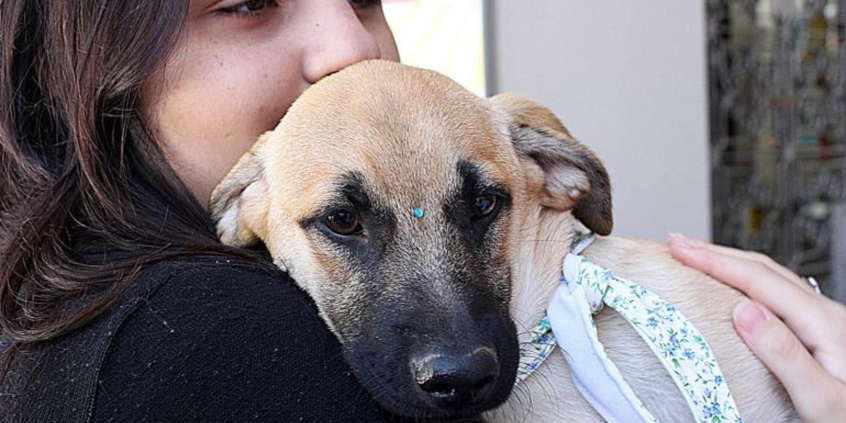 mulher segura cachorro de estimação