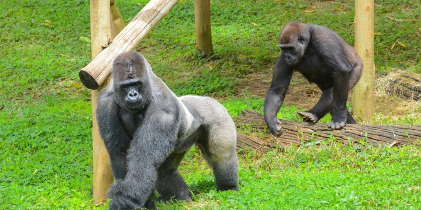 dois gorilas do zoológico de belo horizonte
