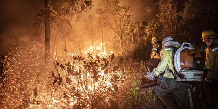 brigadistas combatendo fogo em mata