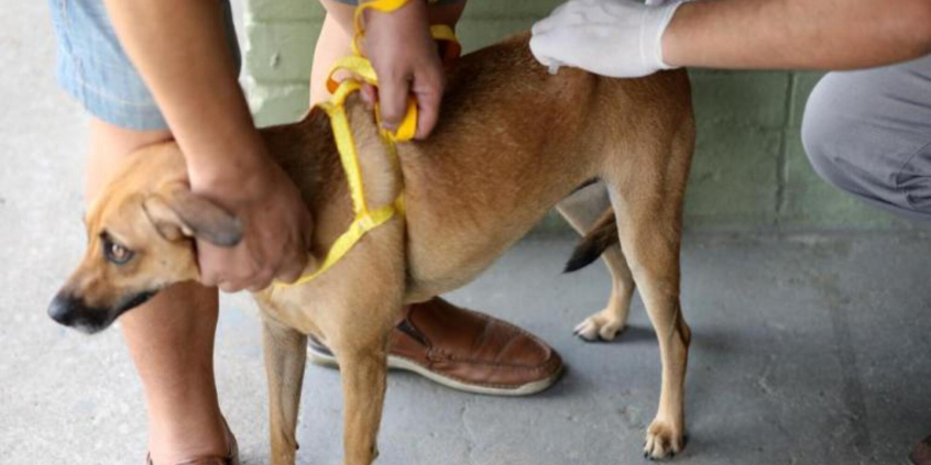 Cachorro caramelo é vacinado