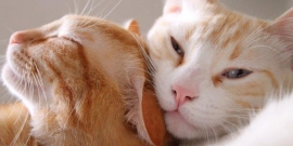 Definida presidência da Comissão Especial de defesa dos animais 