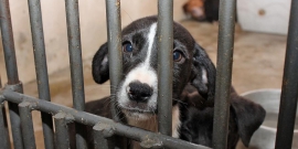 Proteção e defesa dos animais serão tema de comissão especial de estudos